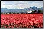 Tullip Fields outside Mount Vernon, WA.