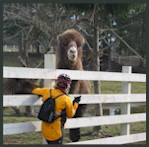 Camels on Southworth - Port Orchard Route.